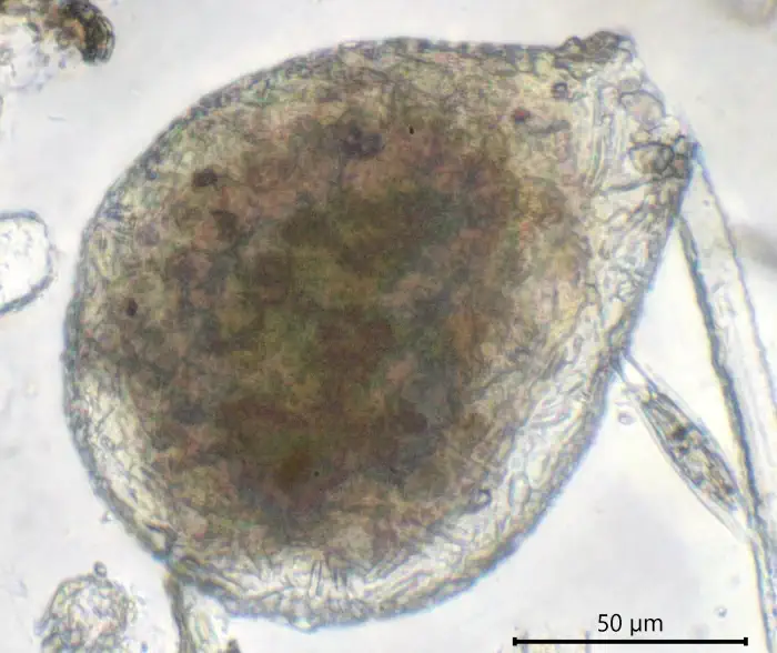 Argynnia lacustris